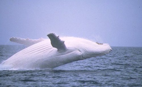 sacred whale