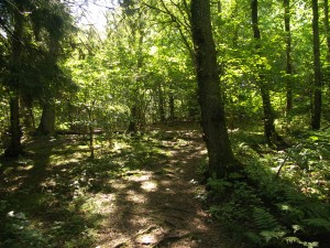 sagoskog