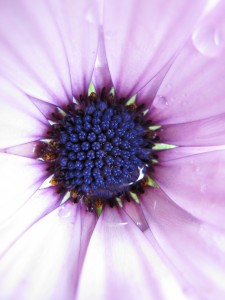 Flower in tears 